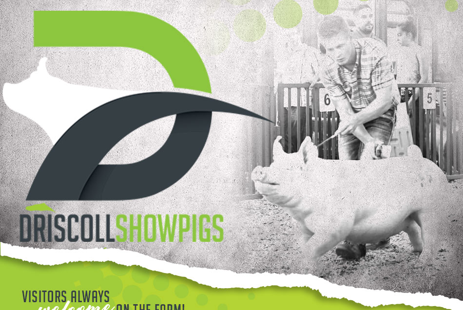 Driscoll Showpigs
