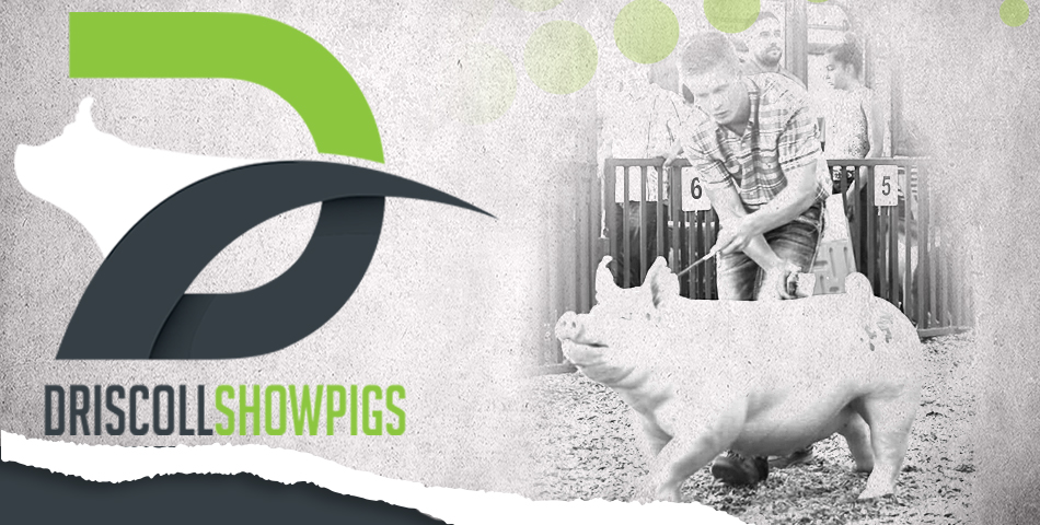 Driscoll Showpigs