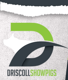 Driscoll Showpigs