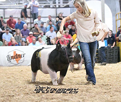 Driscoll Showpigs Winners