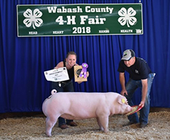 Driscoll Showpigs Winners