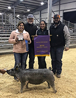 Driscoll Showpigs Winners