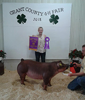 Driscoll Showpigs Winners
