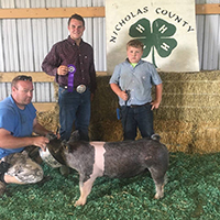 Driscoll Showpigs Winners