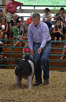 Driscoll Showpigs Winners