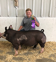 Driscoll Showpigs Winners