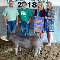 Driscoll Showpigs Winners